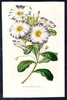 bindweed morning glory Winden flowers Botanik botany van Houtte Lithographie