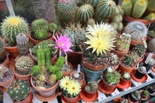 Cactus Collectors Mix – 30 Seeds – Mixed Flowering Succulents