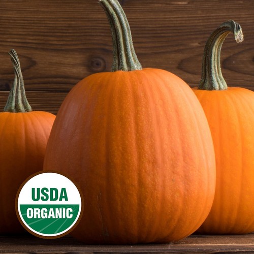 20 Organic Jack O Lantern Pumpkin Seeds - Everwilde Farms Mylar Seed Packet - Picture 3 of 3