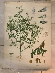 Antique Botanical Chart