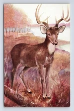 Virginia Deer Odocoileus Virginianus Art Portrait Postcard