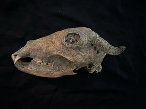 Goat Freak Creation Bear Conjoined Skull Art