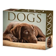 Willow Creek Press,  Dogs 2026 Desk Calendar, 6.18'' X 5.43'', Daily Calendar wi