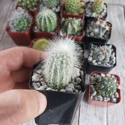 2 inch assorted cactus 9 pack Cactus Cacti Succulent Real Live Plant | eBay