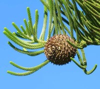 Araucaria heterophylla - TREE Norfolk Island Pine