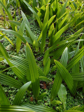 UK hardy hybrid palm tree Trachycarpus Nova x Fortunei/Wagnerianus seedling