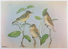 Rex Brasher Bird Print, Western Flycatcher, 16x12 in.