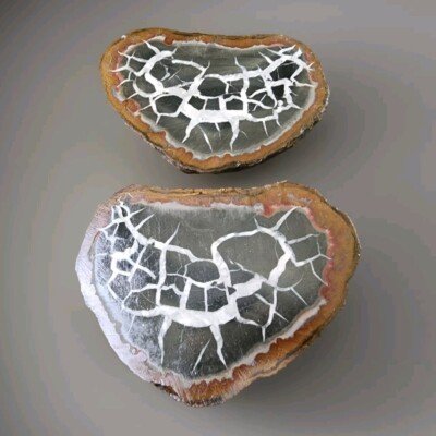 Natural Morrocan Mud Crack Fossil Slice - USA