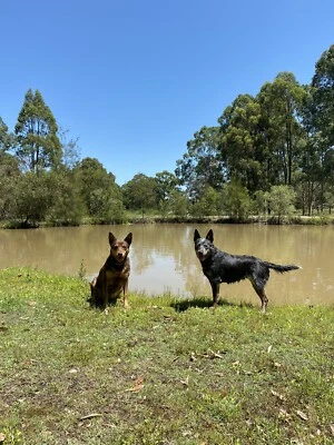gumtree blue heeler