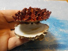 SPONDYLUS GAEDEROPUS SPINOSA , 83,00 mm , de Grèce