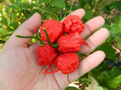 30 Semi Di Carolina Reaper – Il Peperoncino Più Piccante Del Mondo! HP22B Guinness, HORTUS