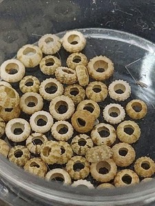 Sea urchin shell small size