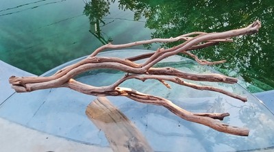 Large Driftwood Manzanita aquascape aquarium Terrarium  Bonsai 27''×16''×10''