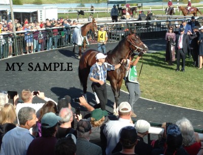 SONGBIRD 2016 PHILADELPHIA PARX COTILLION STAKES HORSE RACING 8