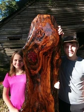 REAL Burl Ancient Sinker Cypress Live Edge Wood Bartop Countertop Slab with Base