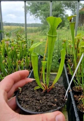 Sarracenia oreophila {Boaz Pond, Alabama},fleischfressende Pflanzen, - Bild 1 von 2