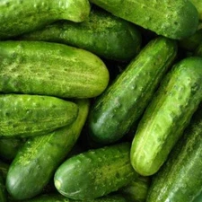 Cucumber Seeds- National Pickling Cucumber Seeds ,"COOL BEANS N SPROUTS" Brand. 