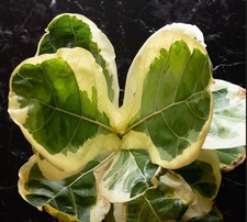 Ficus Lyrata Variegated Houseplant Rare Plant