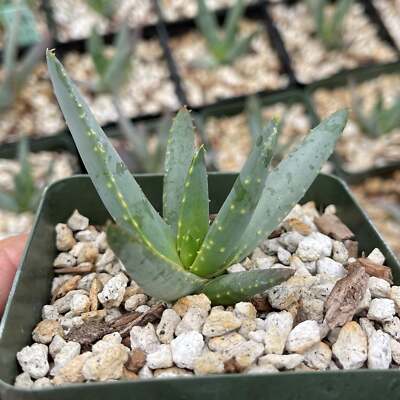 Aloe Ramosissima - LIVE PLANT | eBay