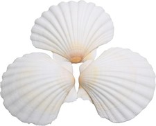 25pcs Scallop Shells For Crafts 2-3 Inches White Natural Seashells For Diy