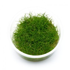 Eleocharis sp. "Mini" | Mini-Nadelsimse - in vitro