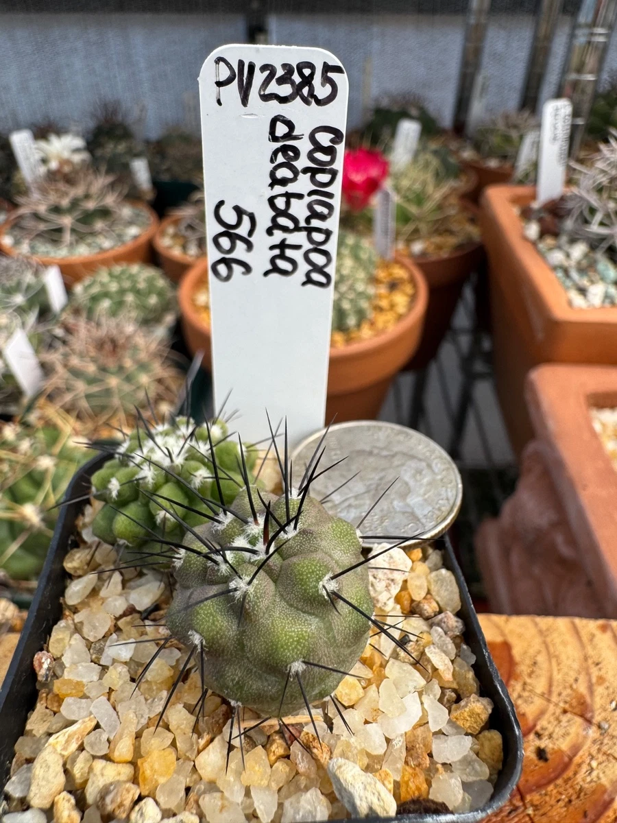 Cactus Copiapoa Cactis&Succulents for sale | eBay