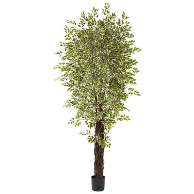 7 1/2' Variegated Mini Ficus Silk Tree