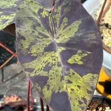 Colocasia Bulb Green Bele New Hybrid (Includes All Import Duties And Taxes)