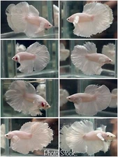 Male Betta Live Fish - Dumbo White Platinum Halfmoon - High Quality A++