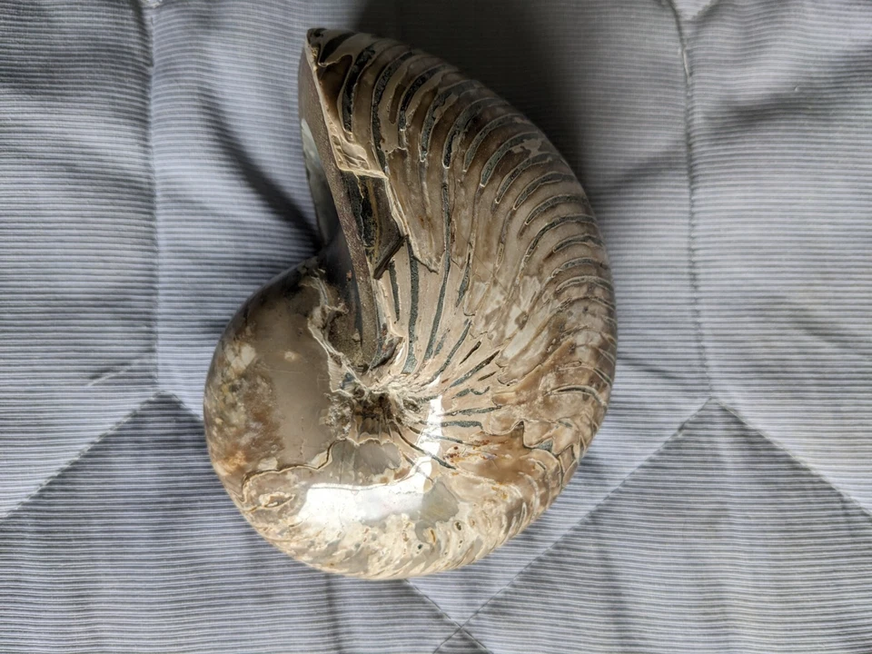 Vintage Large Fossil Shell found in a specialised shop in Edinburgh - Image 3 of 4