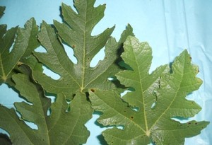 Ice-Crystal-Fig-Tree-rare-very-hardy-small-starter-plant-from-cutting