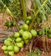 PR.  Dwarf  Coconuts Organic seed 2 sprouted seeds