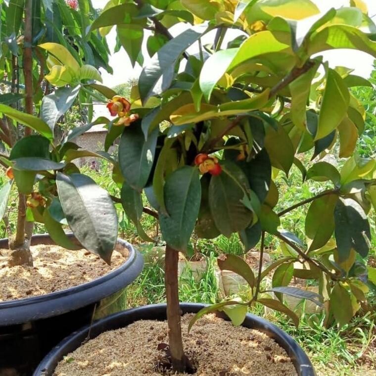 grafted Mangosteen Tree Garcinia mangosten, tropical fruit 16"19