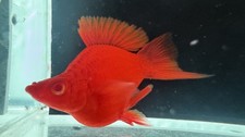 2 Pairs Albino Swordtail Short Body – Vibrant Aquarium Fish – Overnight Ship