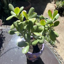 Jade Plant Crassula Ovata Money Tree Healthy Organic 8  Tall X 8  Wide
