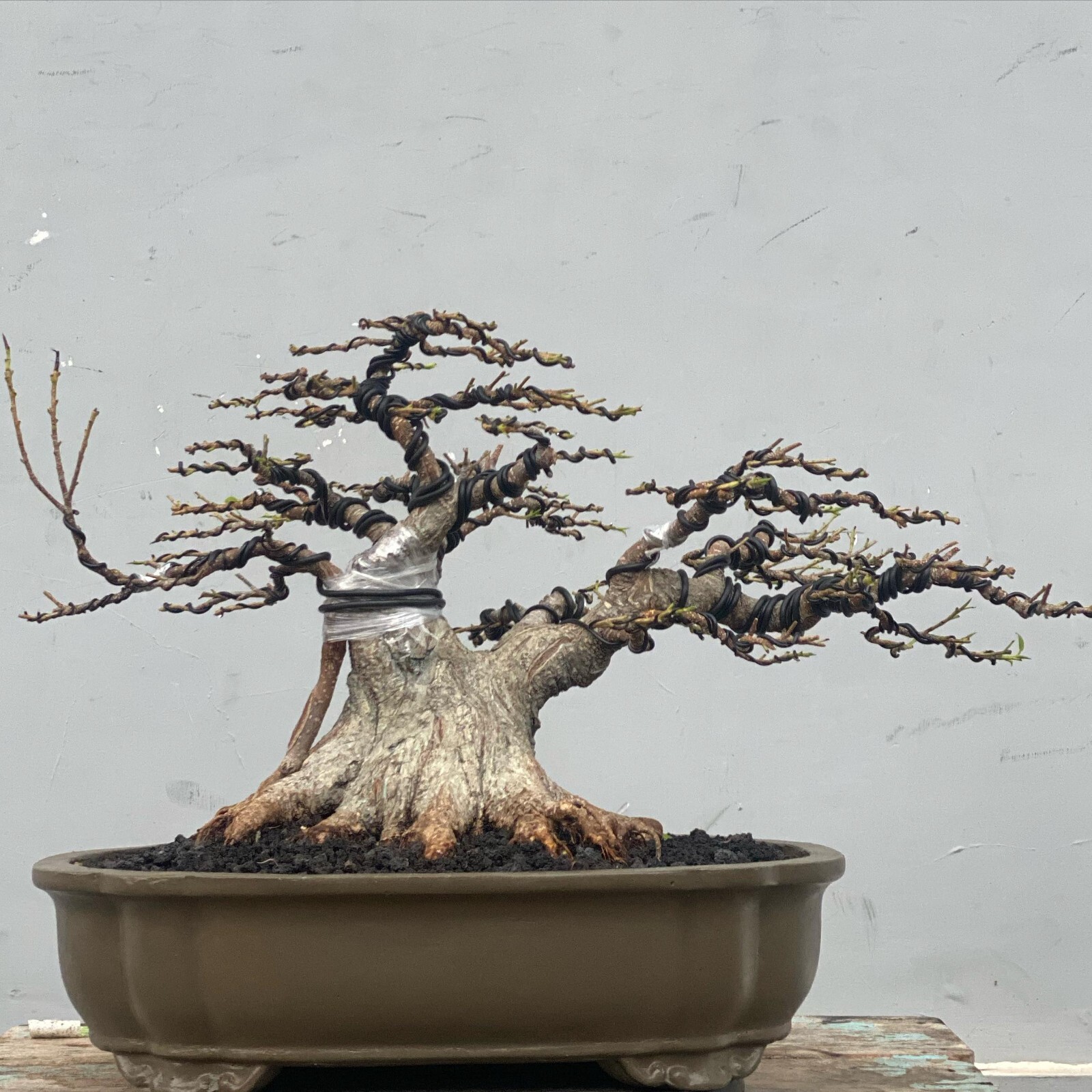 Bonsai Ficus Microcarpa | Bonsai Ficus | Bonsai Árboles | Bonsai único