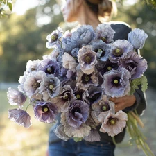 Amazing Grey Poppy Seeds, Heirloom Silver-Grey Blooms, Rare, USA Grown