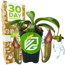 Miranda Carnivorous Pitcher Plant - Nepenthes miranda