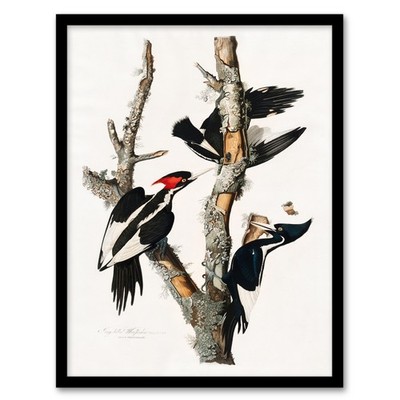 John James Audubon gerahmter Wandkunstdruck Elfenbein Schnabelspecht Wohndeko