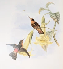 Gould BLACK-THROATED SUNBEAM Hummingbirds Vintage Bird Art Print Bookplate S-47