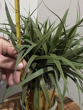 home decor artificial plant