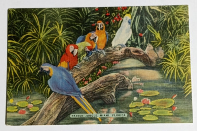 Macaws Parrot Jungle Postcard c1940s Linen UNP Miami Florida FL Birds Swimming