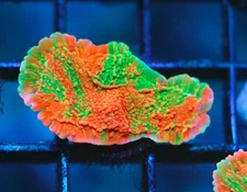 DIYreefer Live Coral WYSIWYG WWC Grafted Montipora Cap Frag