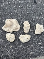 Lot 5 Fossil Saltwater Ocean Corals Wild Marine Life Mineralized Skeletons