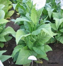 1000 Costello Tobacco Seeds ~ Heirloom ~ Columbian Bright Leaf Tobacco