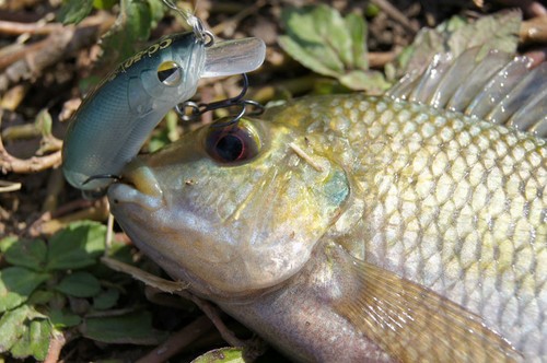 Lurefans CC-60S wobbler, fishing, bait, haggart bait, predatory fish, artificial bait - Picture 11 of 28