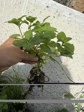 5 Live Peppermint edible aromatic herb plants bare roots healthy