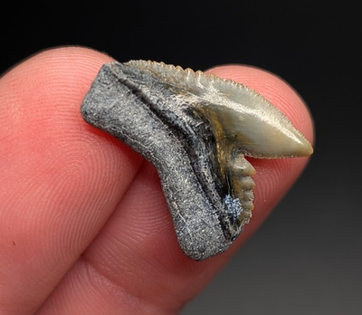#ad Incredible Quality Tiger Shark Tooth Colorful BV Gem $22.27