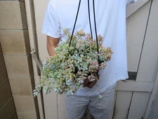 Cotyledon Cliff Pendents in 5 inch Hanging pot Succulent