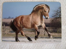 HORSE SWAP CARD~MODERN WIDE~ LOVELY NORWEGIAN FJORD PONY#103